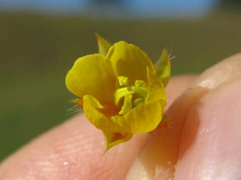 Image of roundleaf sensitive pea