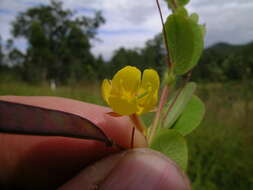 Image of roundleaf sensitive pea