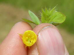 Image of roundleaf sensitive pea