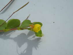 Image of roundleaf sensitive pea