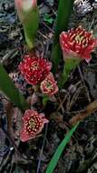 Etlingera pyramidosphaera (K. Schum.) R. M. Sm.的圖片