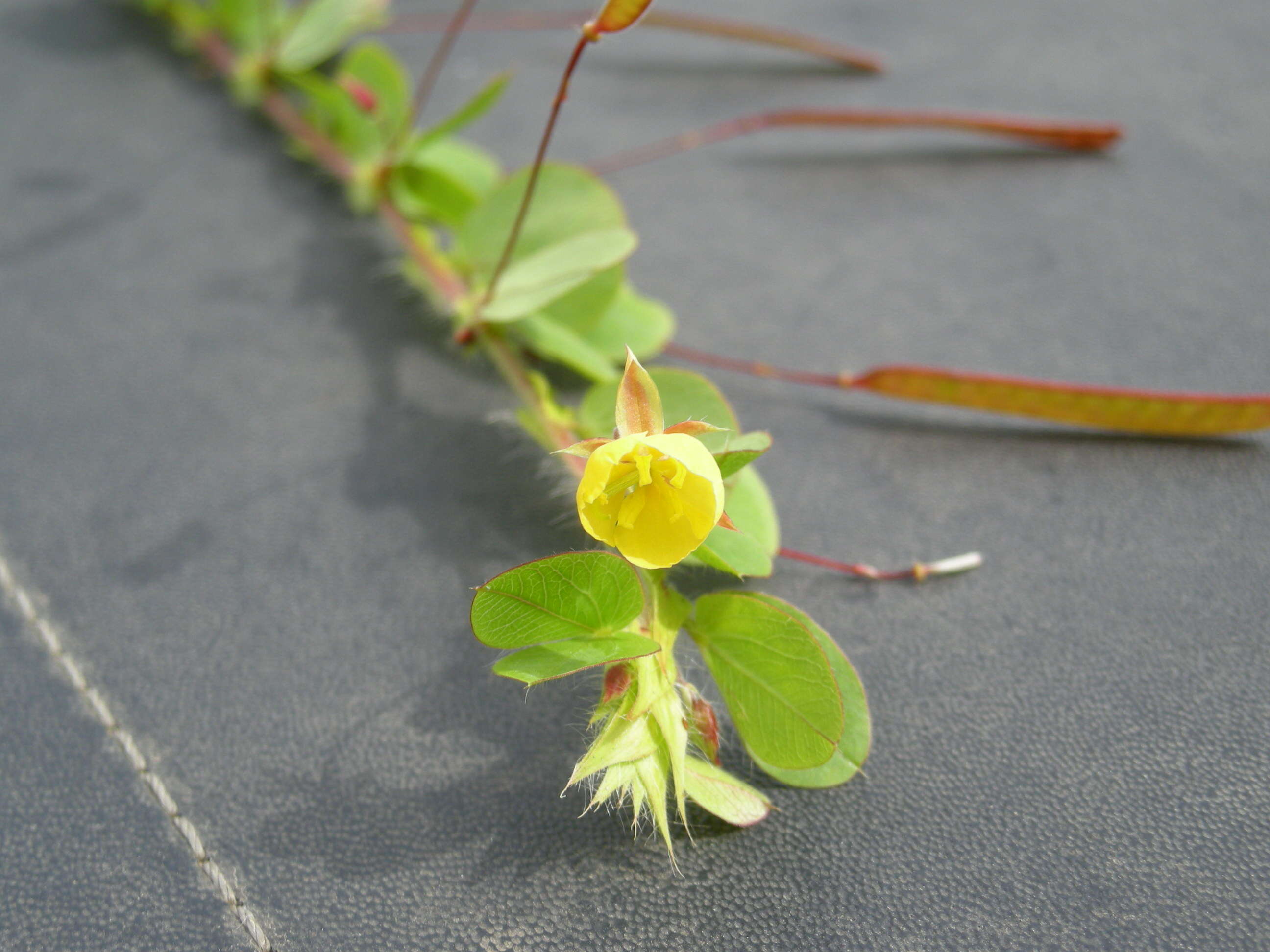 Imagem de Chamaecrista rotundifolia (Pers.) Greene