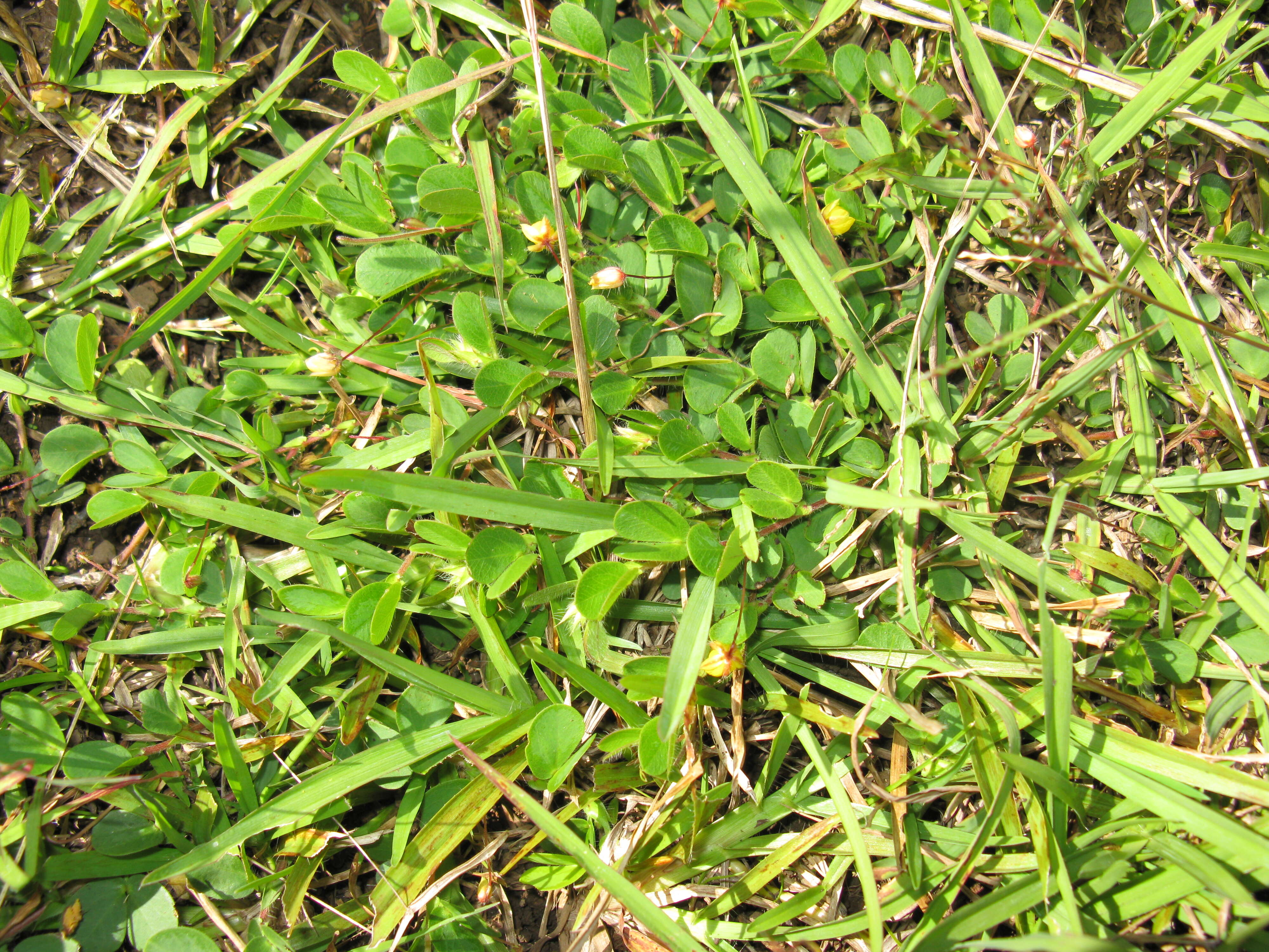 Image of roundleaf sensitive pea