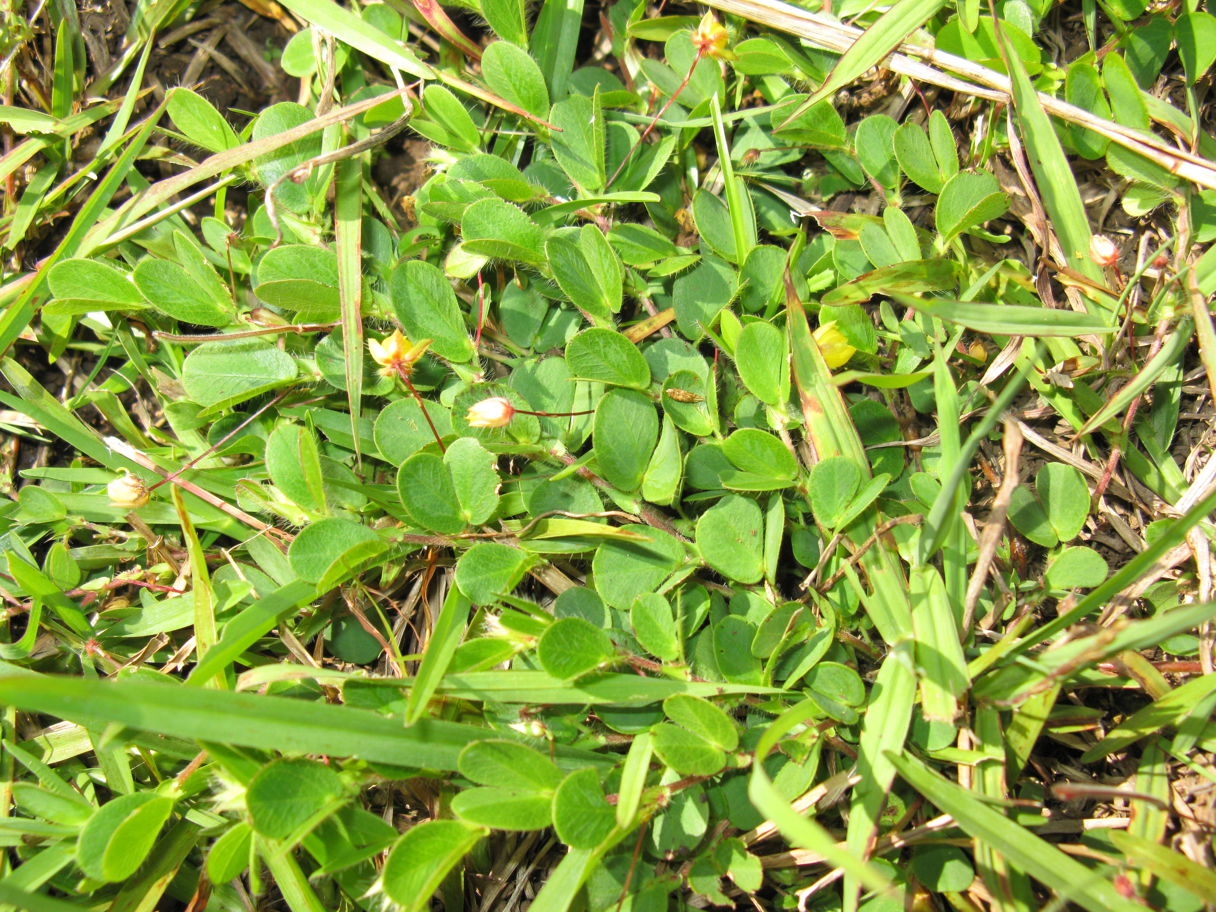 Image of roundleaf sensitive pea