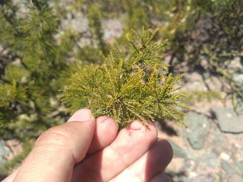 Image de Parkinsonia andicola