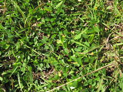 Imagem de Chamaecrista rotundifolia (Pers.) Greene