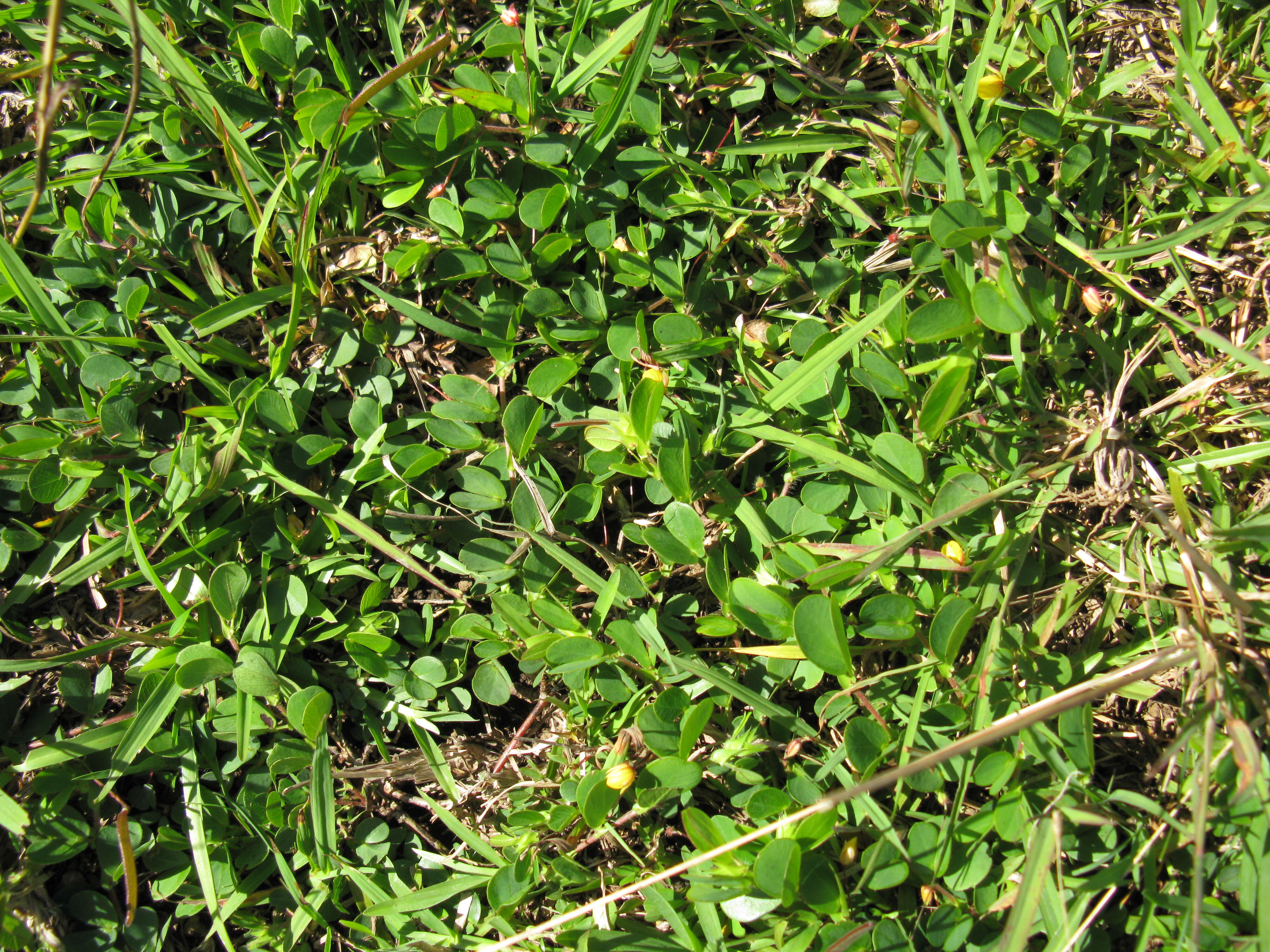 Image of roundleaf sensitive pea