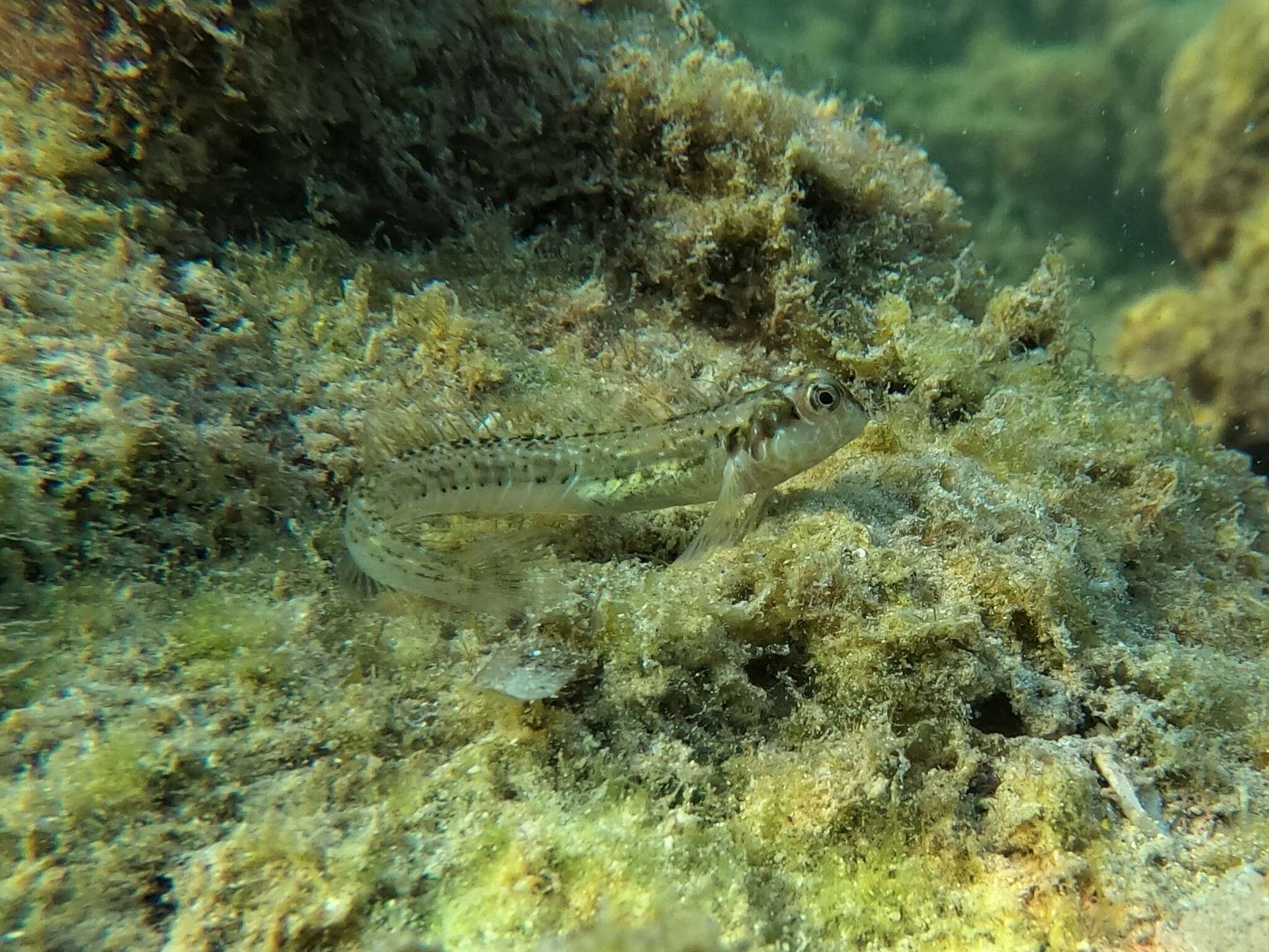 Image of Germain&#39;s blenny