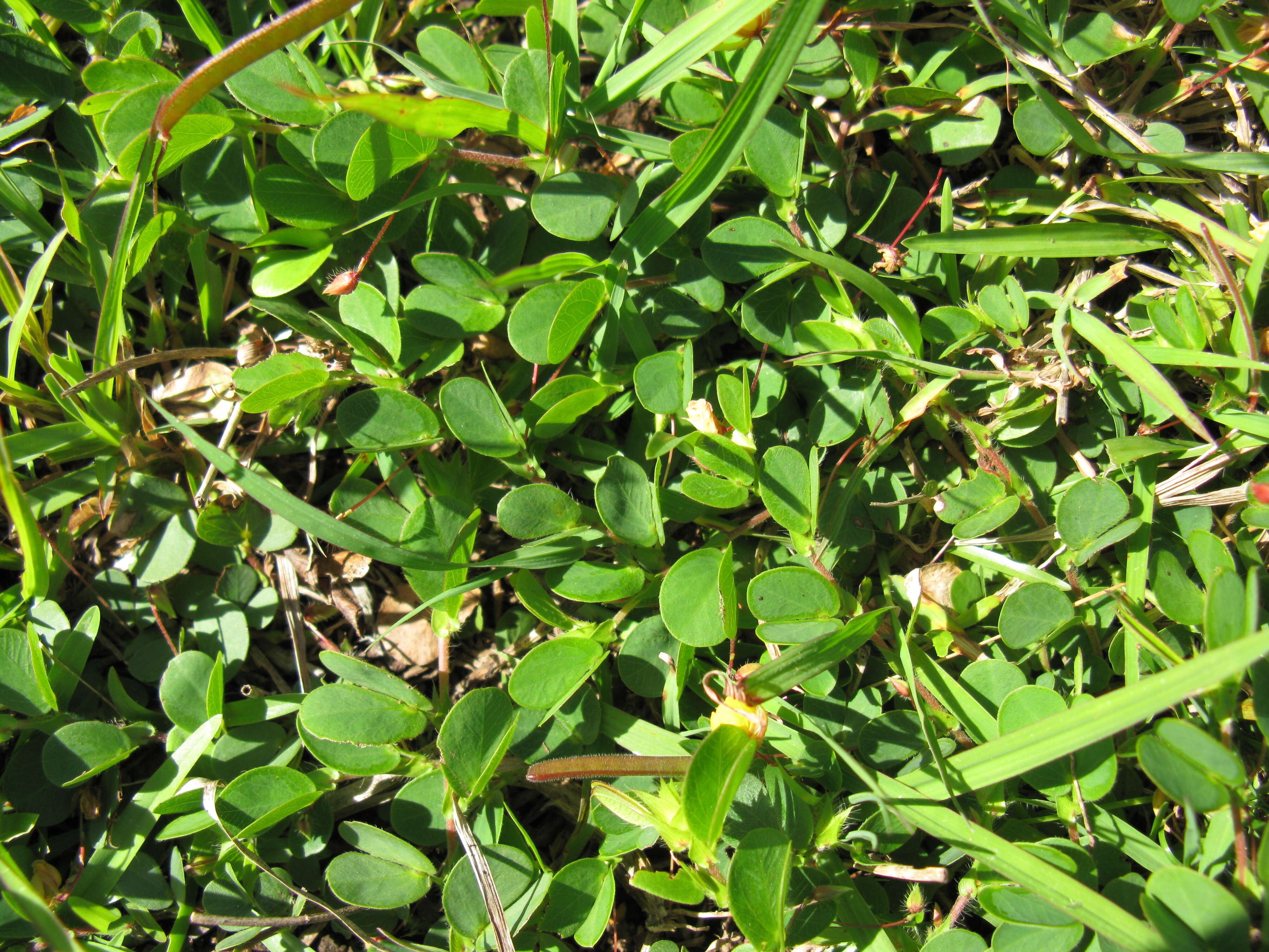 Imagem de Chamaecrista rotundifolia (Pers.) Greene