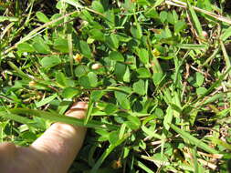 Image of roundleaf sensitive pea