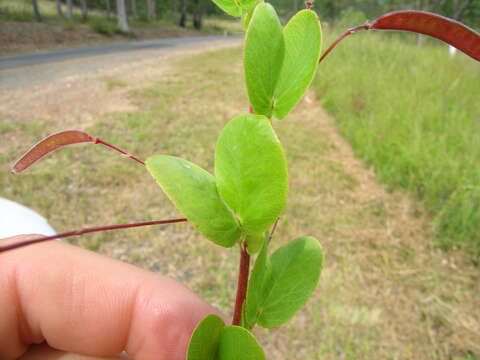 Imagem de Chamaecrista rotundifolia (Pers.) Greene