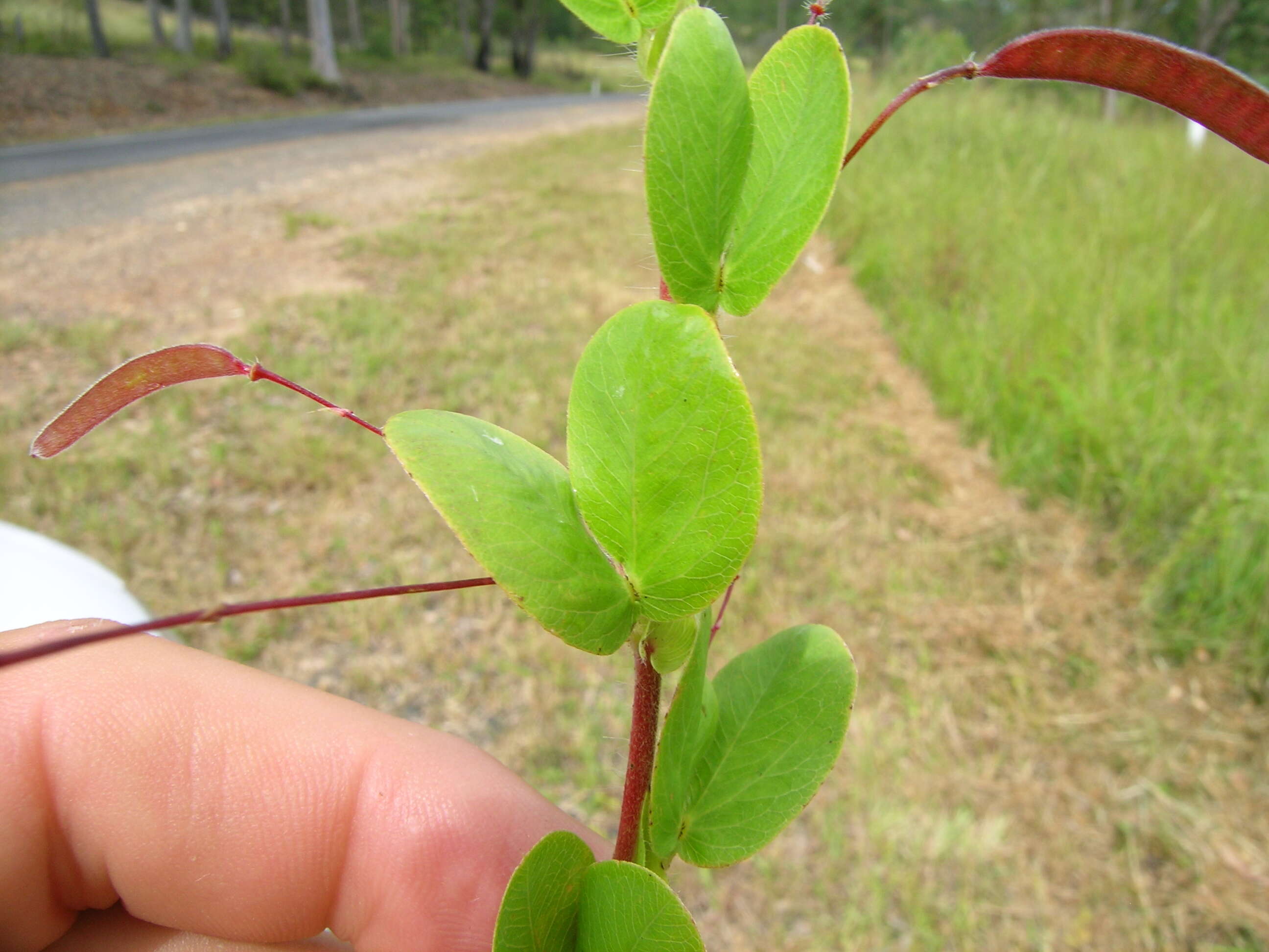 Image of roundleaf sensitive pea