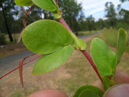 Image of roundleaf sensitive pea