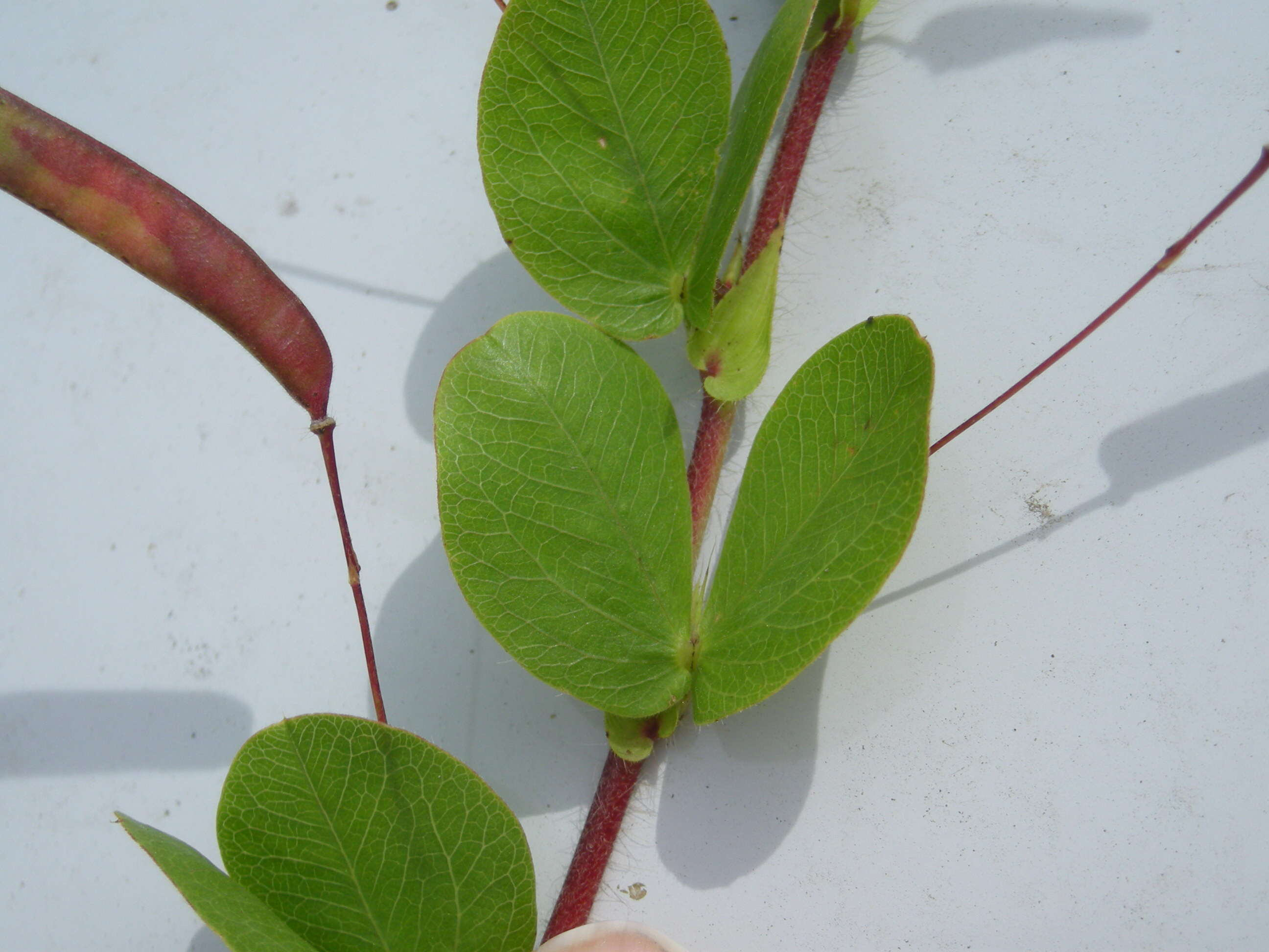 Imagem de Chamaecrista rotundifolia (Pers.) Greene