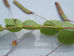 Image of roundleaf sensitive pea