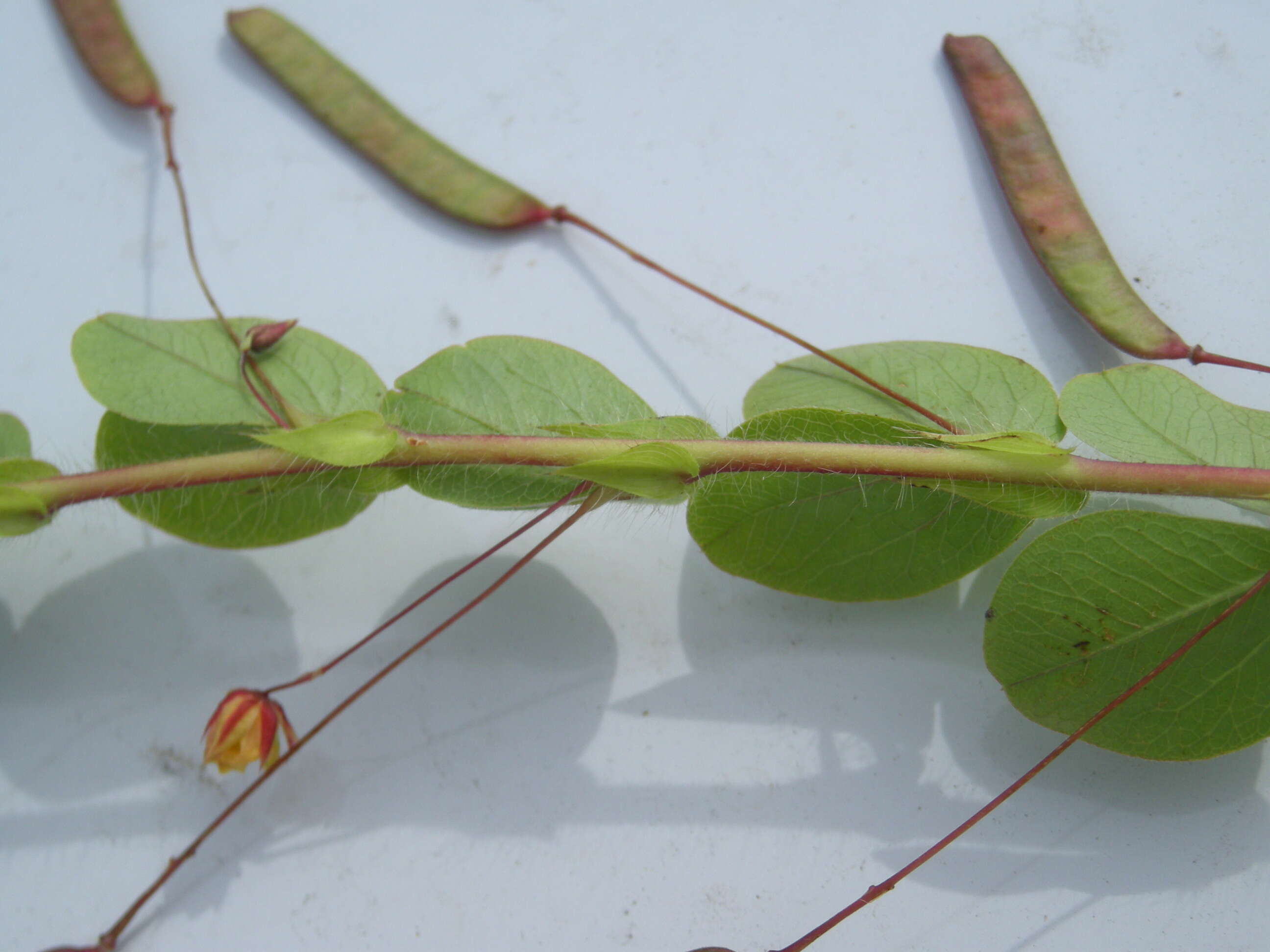 Imagem de Chamaecrista rotundifolia (Pers.) Greene