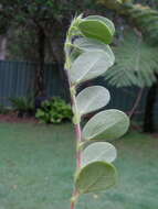 Image of roundleaf sensitive pea