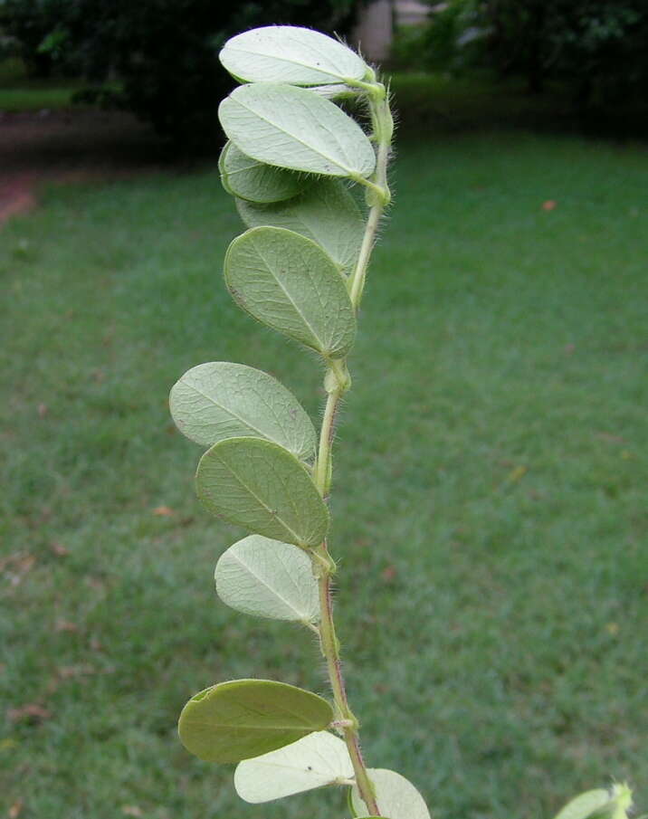 Image of roundleaf sensitive pea