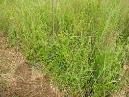 Image of roundleaf sensitive pea