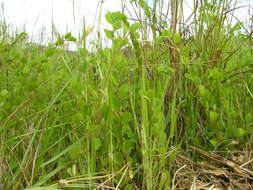 Image of roundleaf sensitive pea