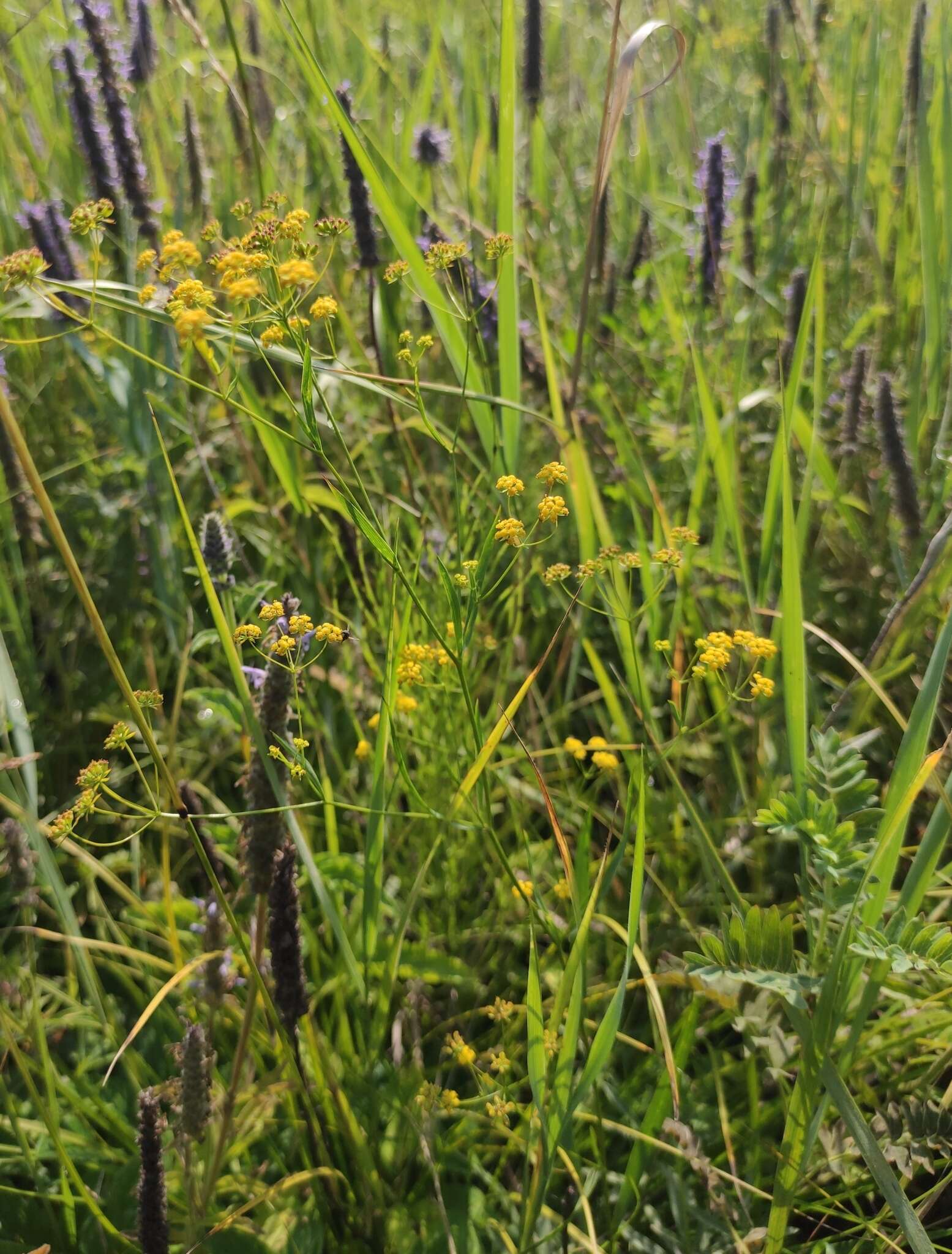 Sivun Bupleurum scorzonerifolium Willd. kuva