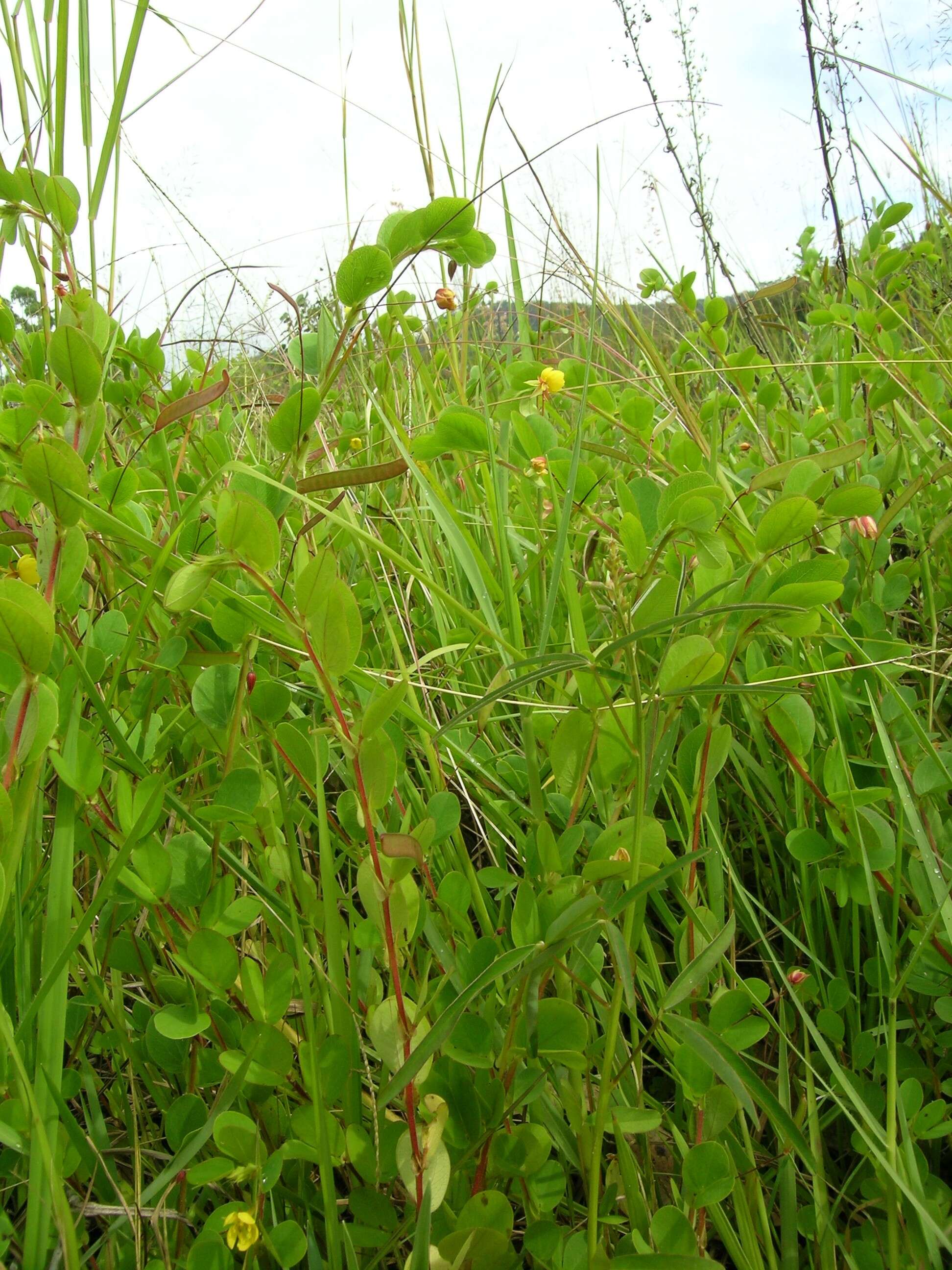 Image of roundleaf sensitive pea