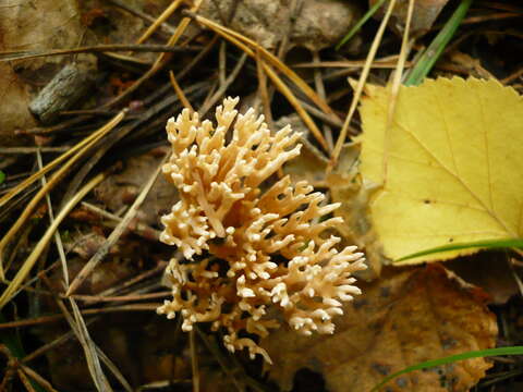 صورة Ramaria gracilis (Pers.) Quél. 1888