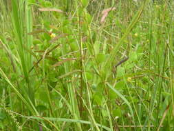 Imagem de Chamaecrista rotundifolia (Pers.) Greene