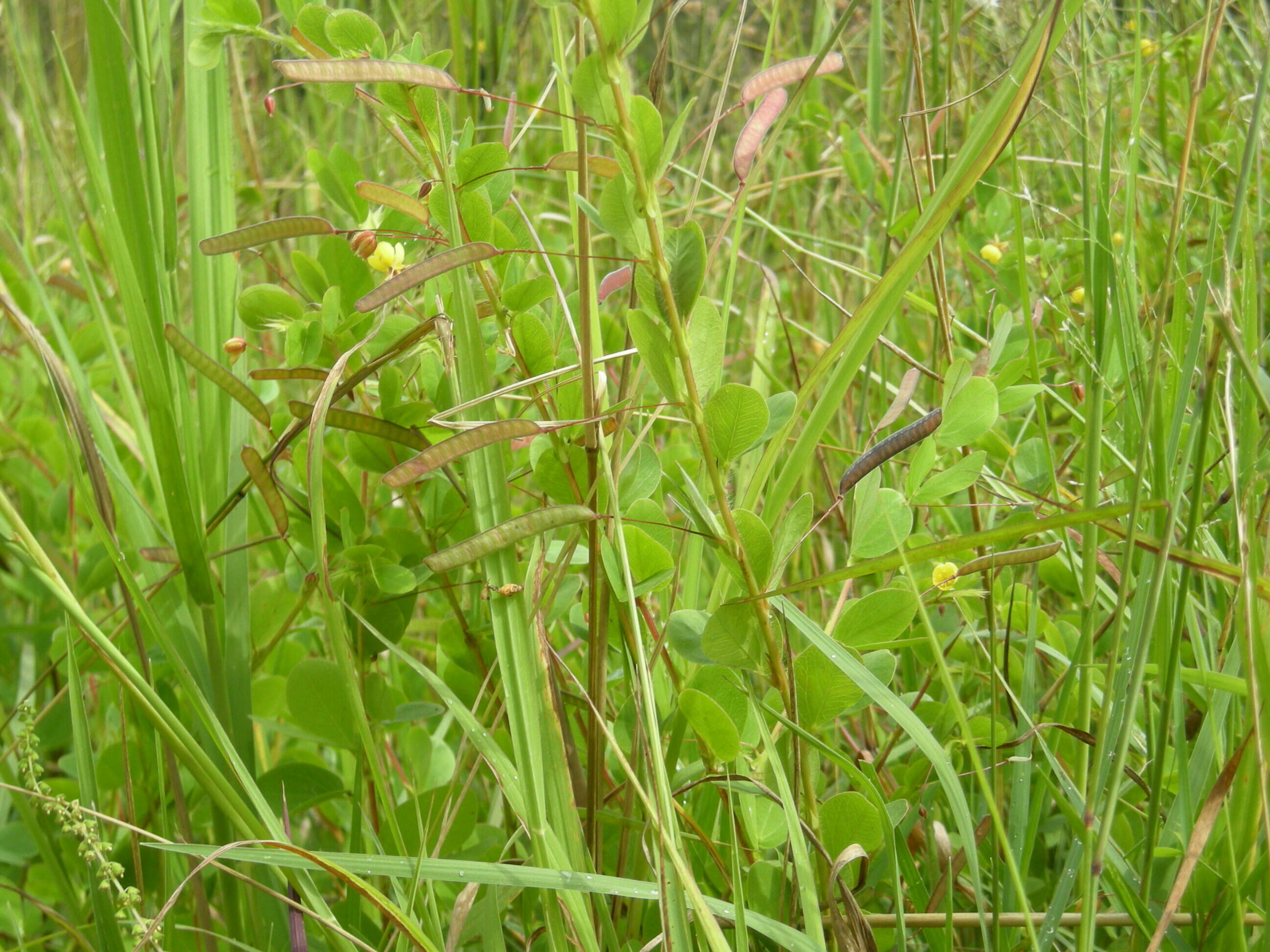 Image of roundleaf sensitive pea