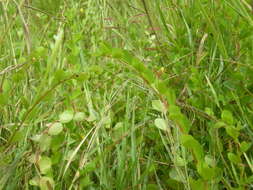 Image of roundleaf sensitive pea