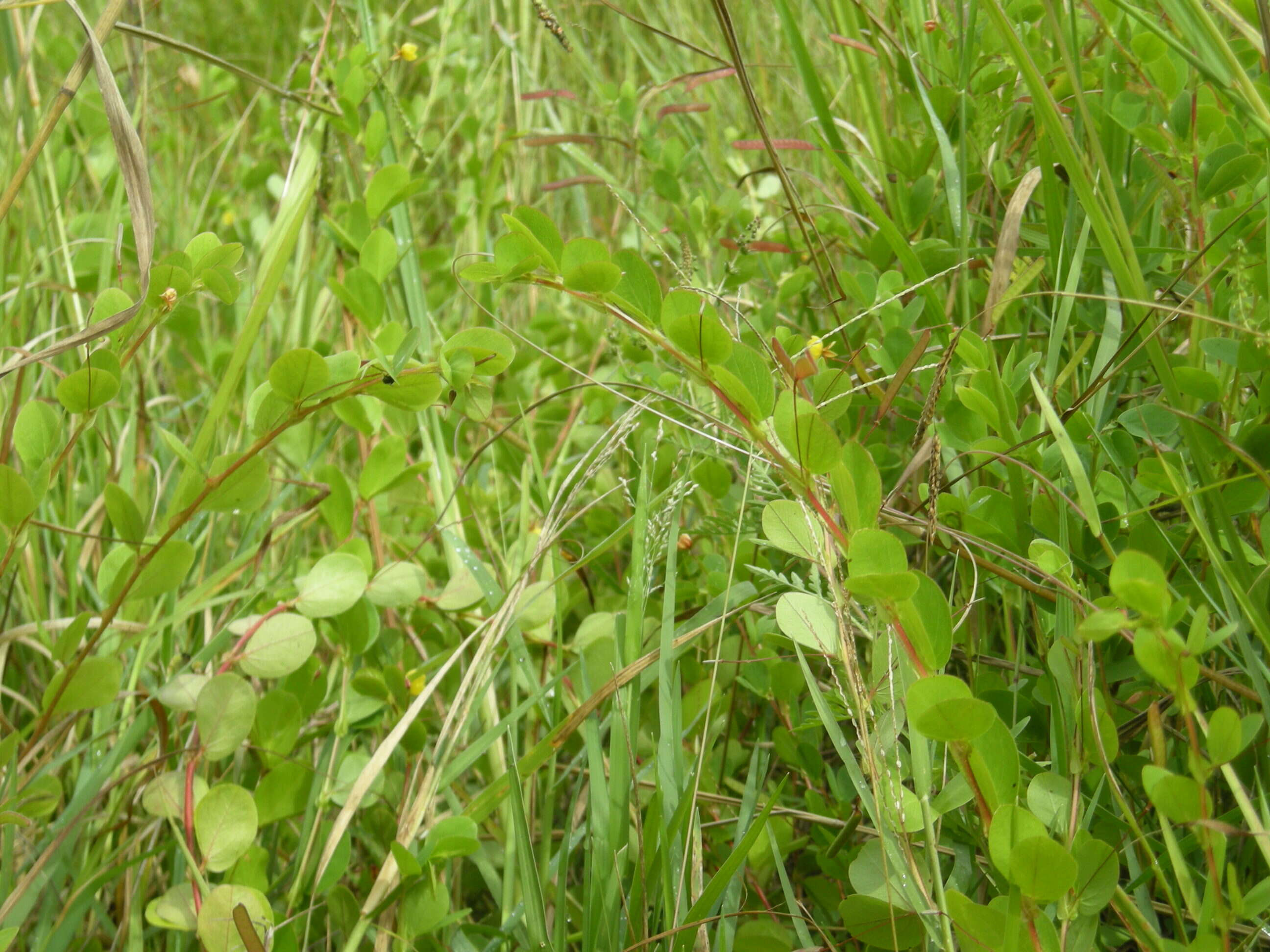 Image of roundleaf sensitive pea