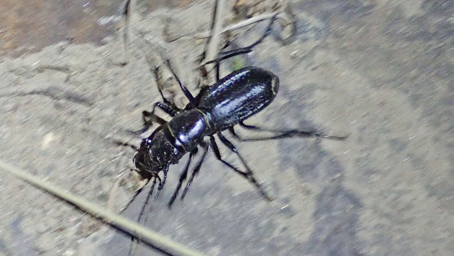 Image of Mojave Giant Tiger Beetle