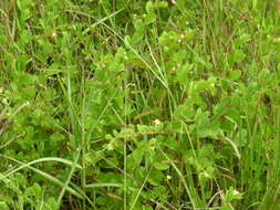 Image of roundleaf sensitive pea