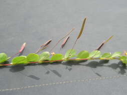 Image of roundleaf sensitive pea