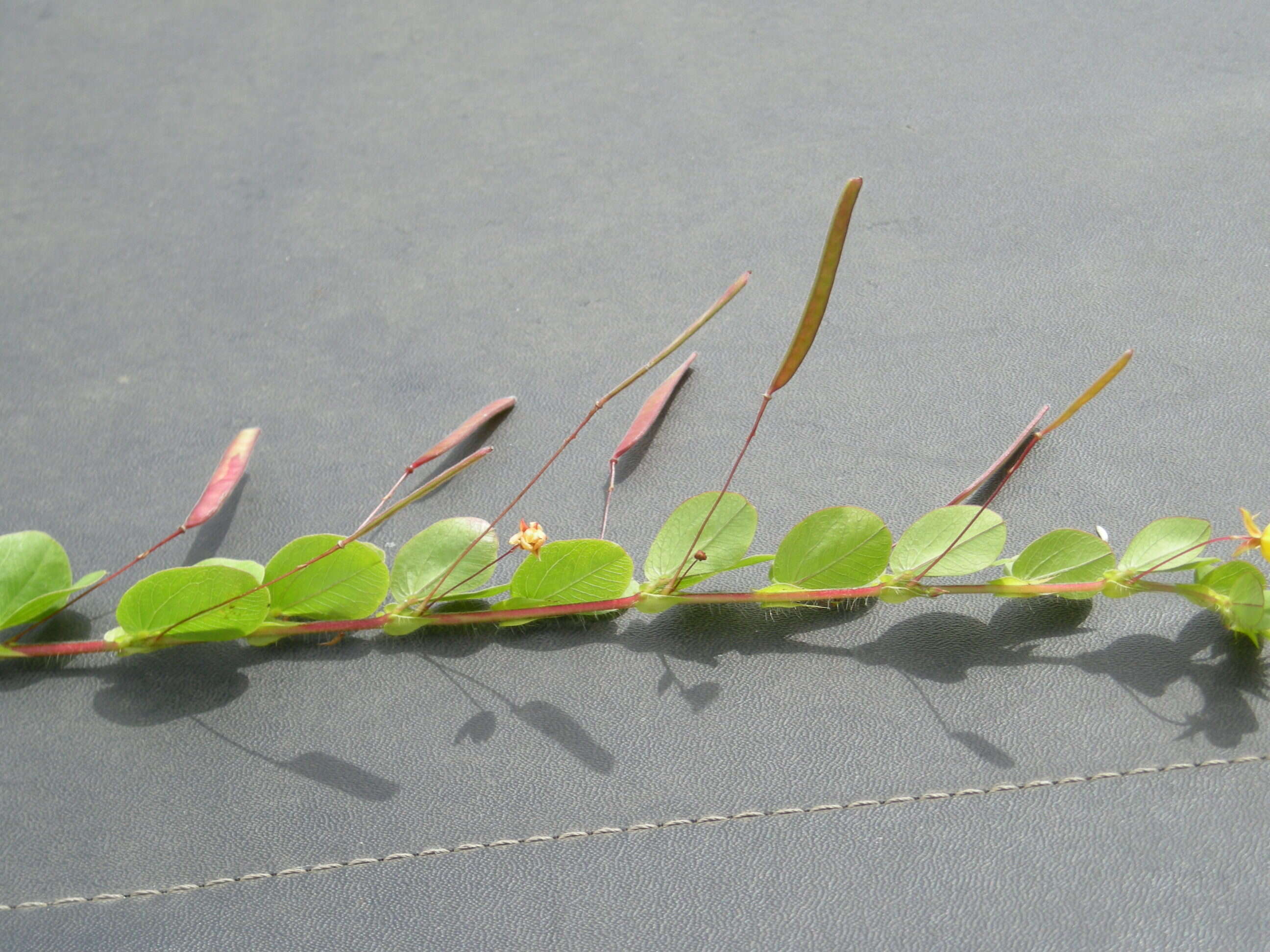 Image of roundleaf sensitive pea