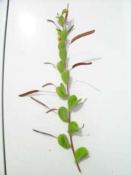 Image of roundleaf sensitive pea