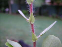 Image of roundleaf sensitive pea