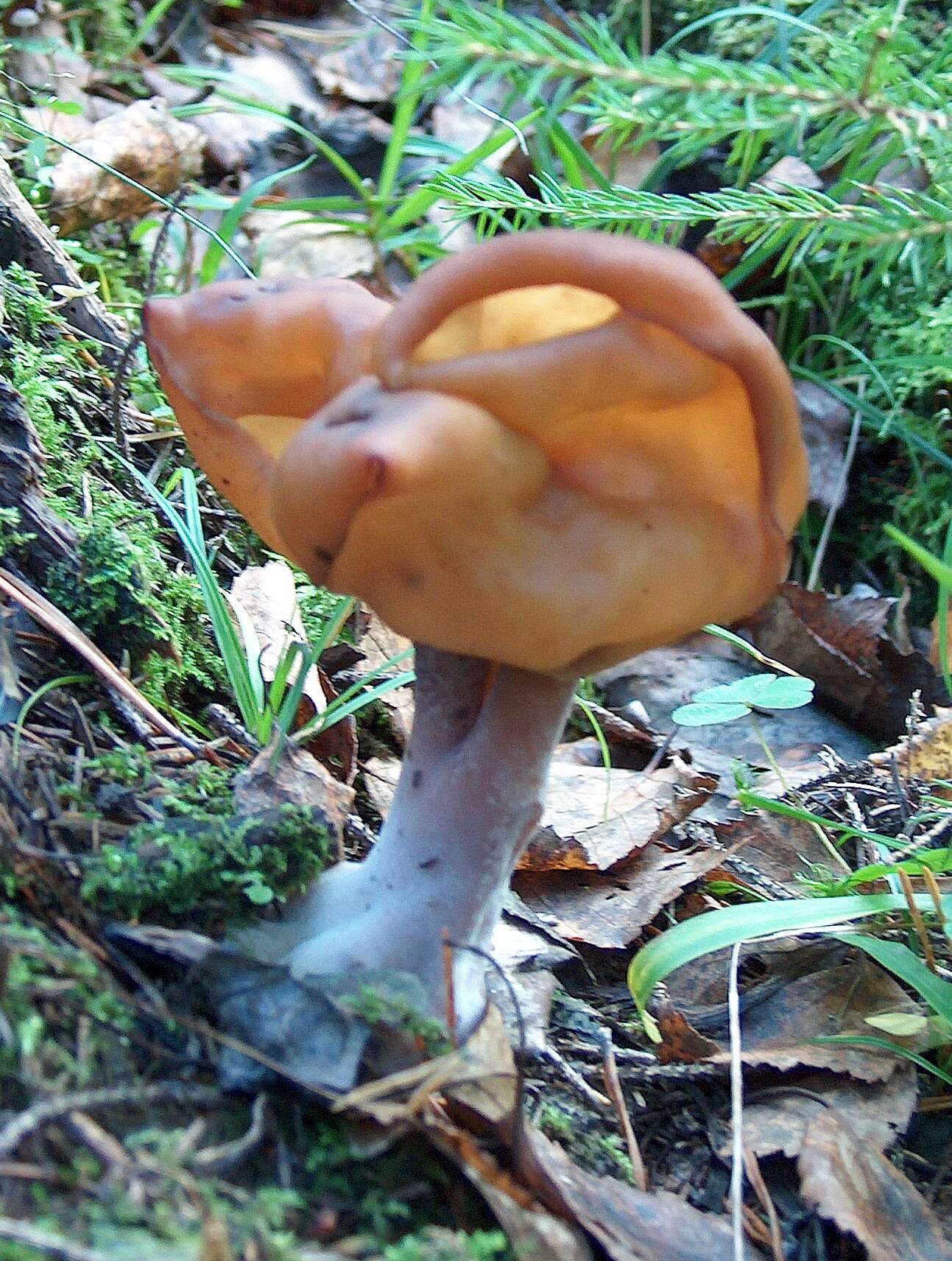 Image de Gyromitra infula (Schaeff.) Quél. 1886