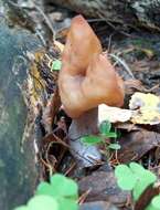 Image of Gyromitra infula (Schaeff.) Quél. 1886