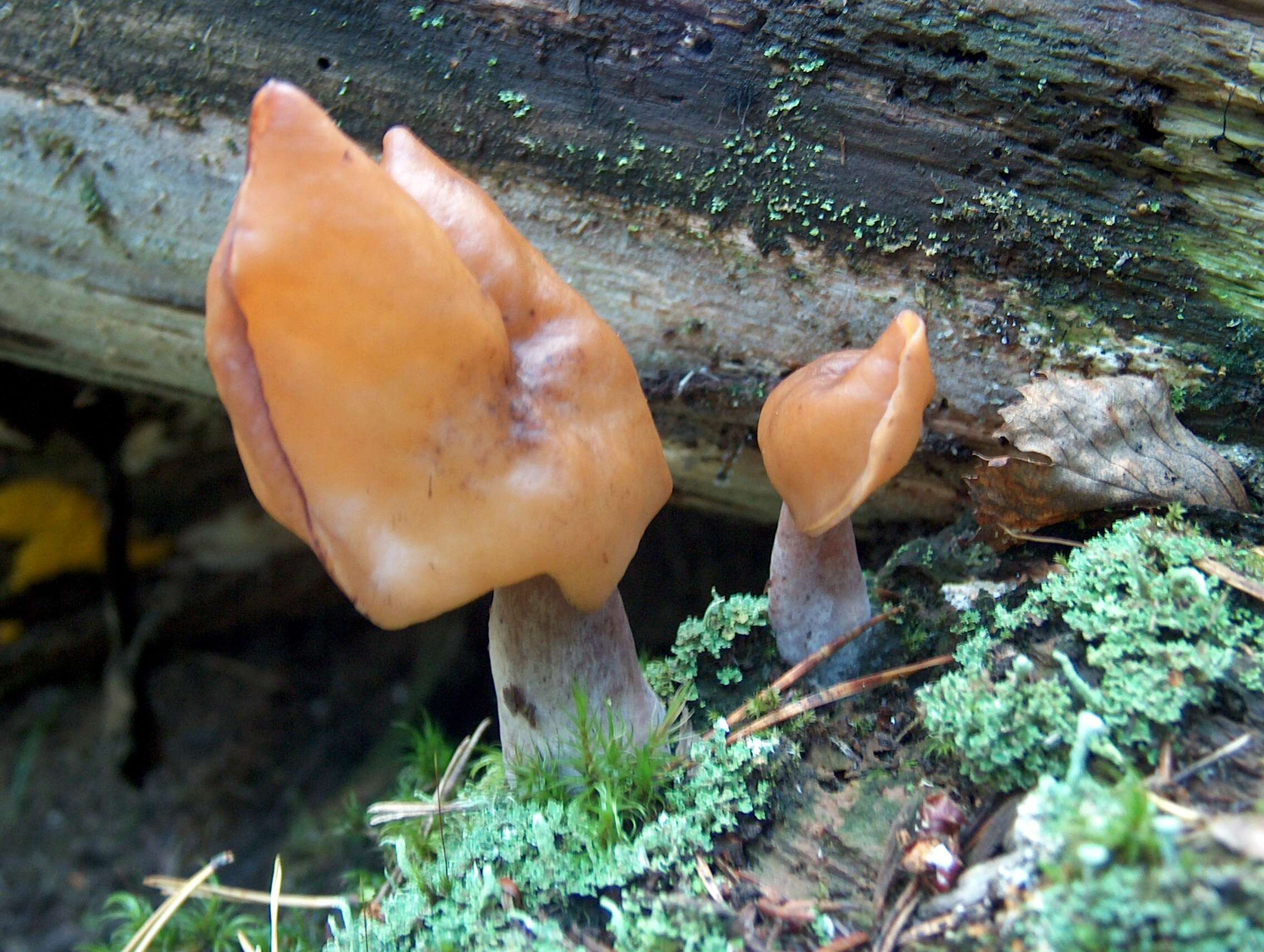 Image of Hooded false morel