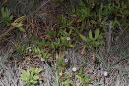 Image of Spilanthes leiocarpa DC.