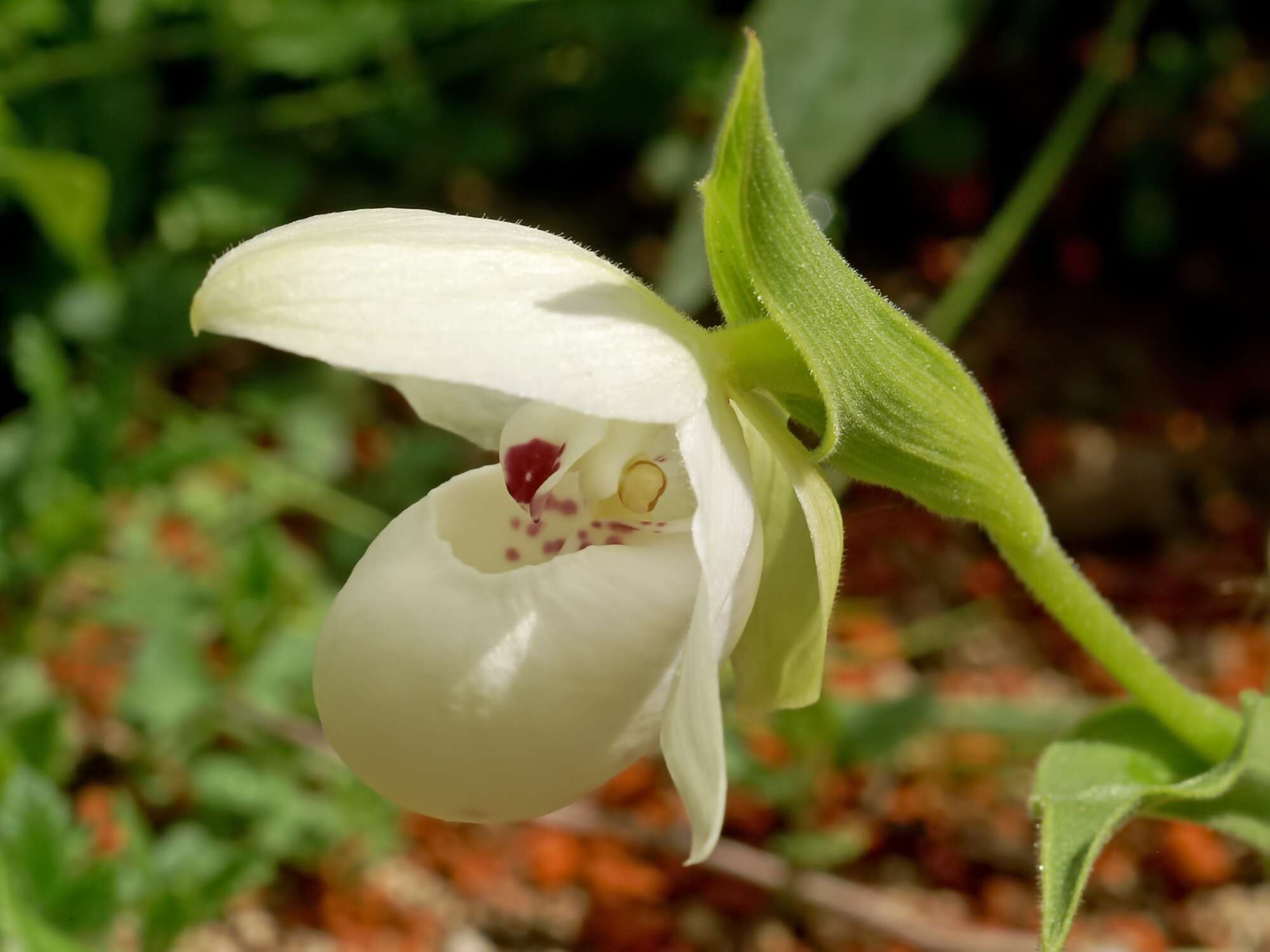 Image of Yellow Cypripedium