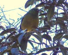 Image of Blue-naped Chlorophonia