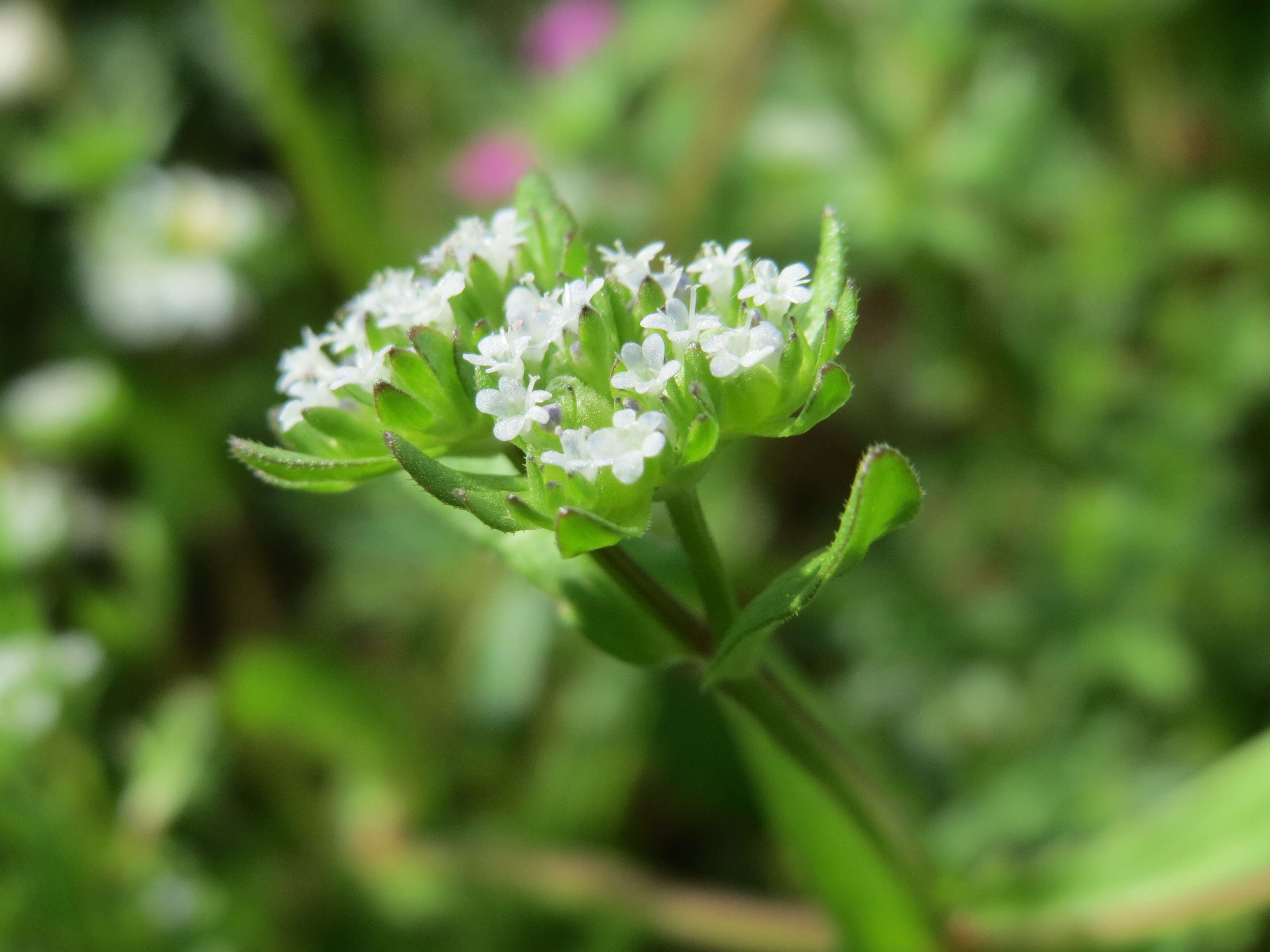 Image of Lewiston cornsalad