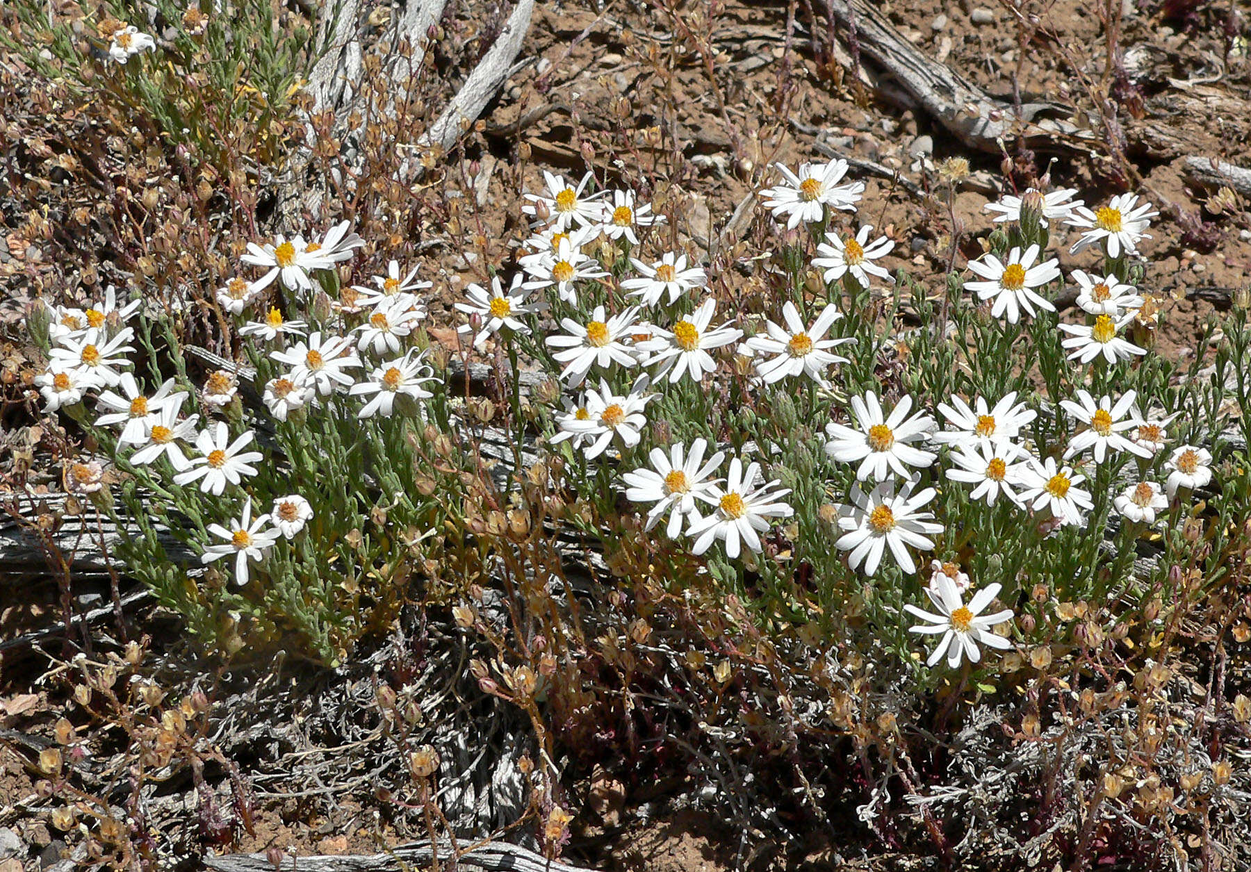 Plancia ëd Chaetopappa ericoides (Torr.) G. L. Nesom