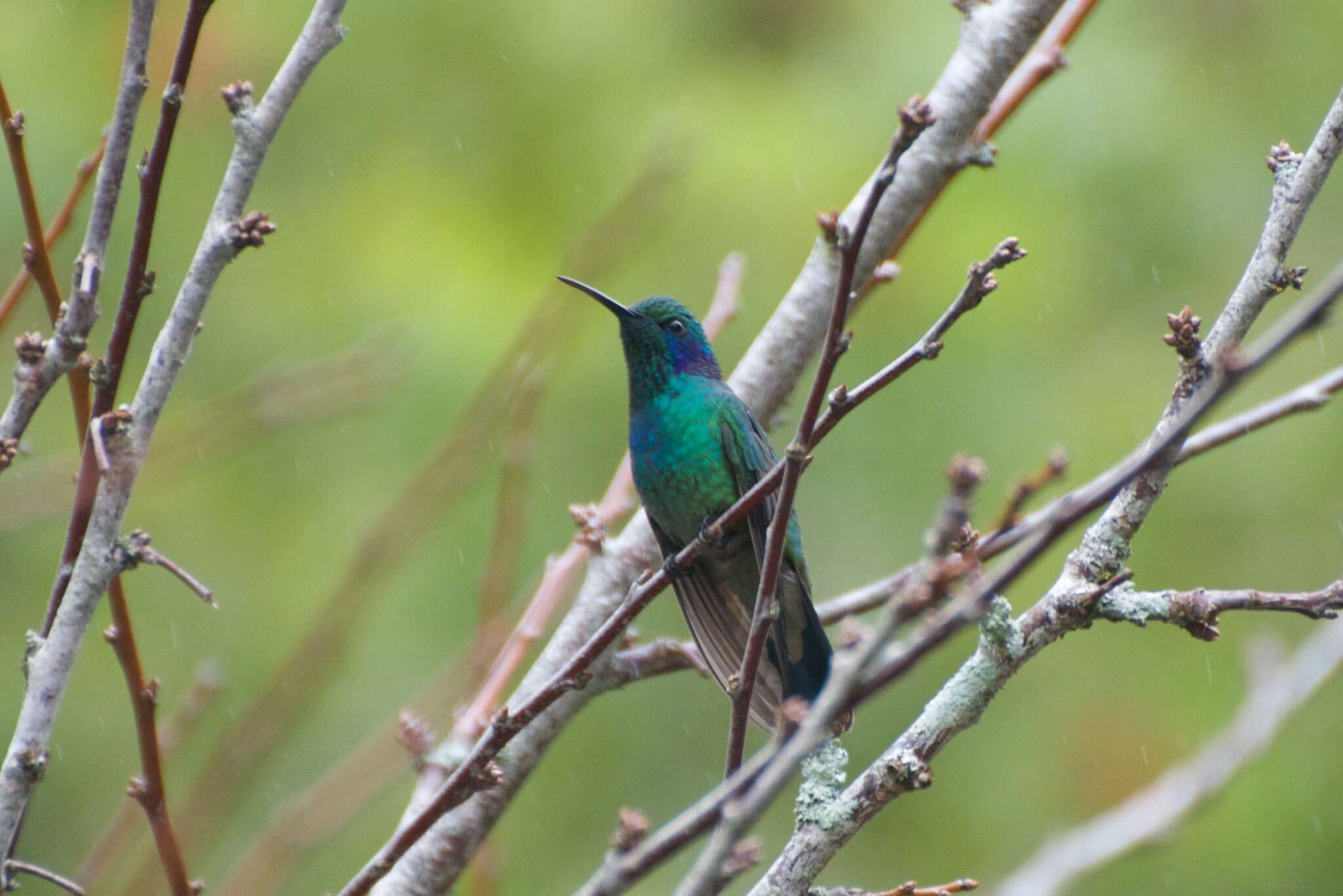 Image of Colibri cyanotus cabanidis (Heine 1863)