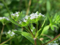 Image of Lewiston cornsalad