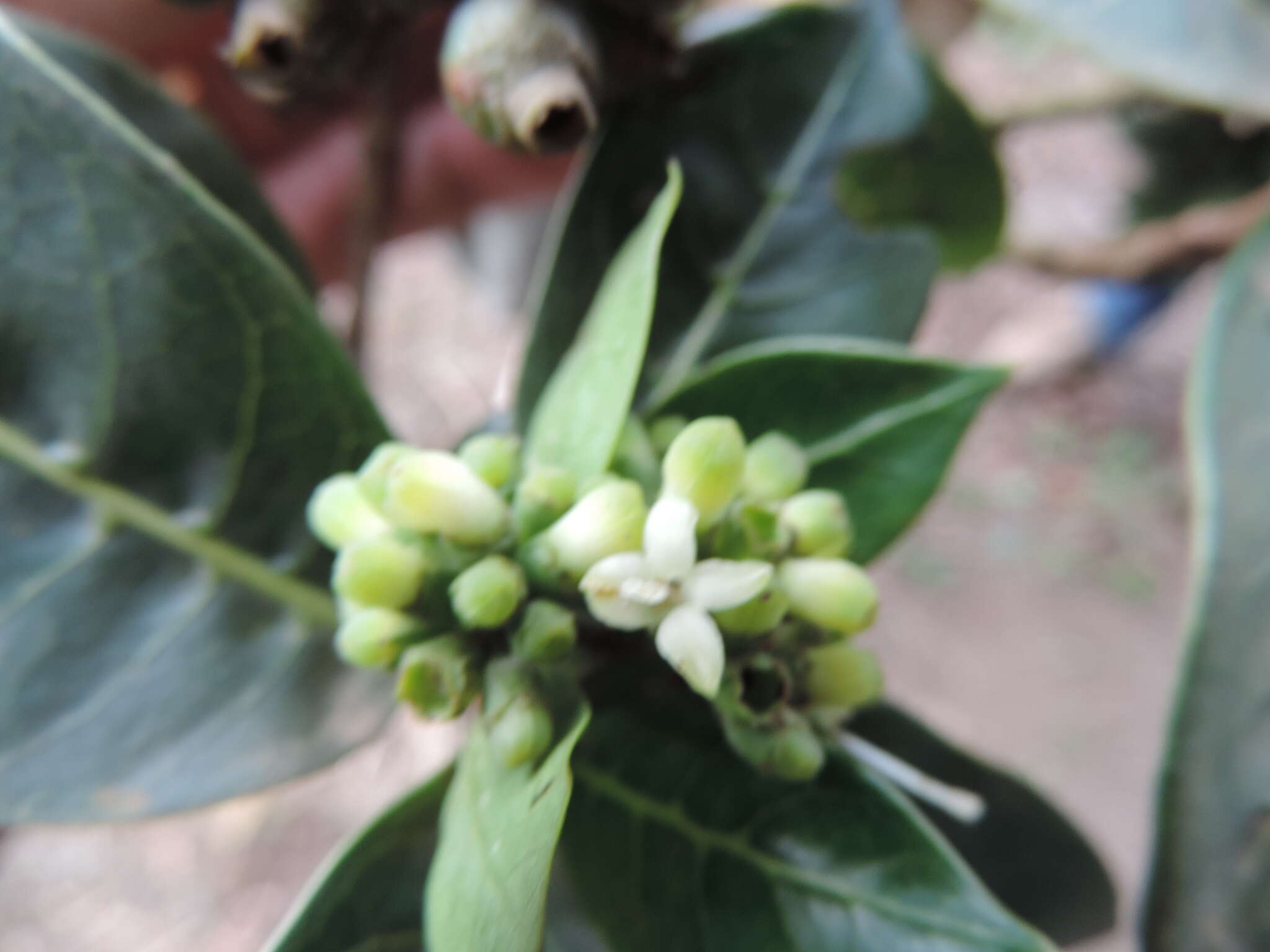 Image of Large bird-berry