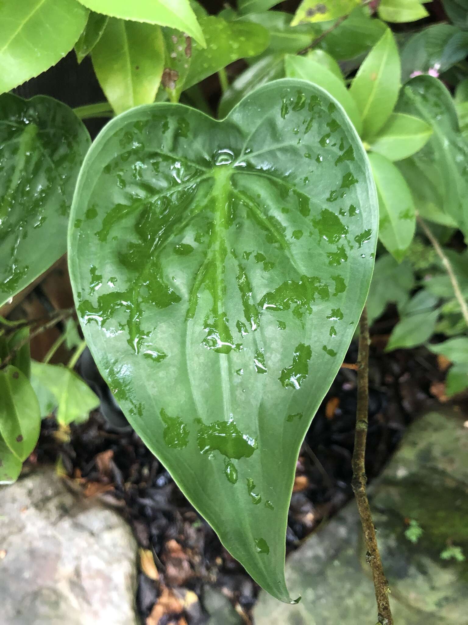 صورة Alocasia cucullata (Lour.) G. Don