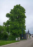 Image of Littleleaf Linden